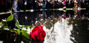 Rose am Denkmal für die im Nationalsozialismus ermordeten Sinti und Roma Europas, Foto: Marko Priske